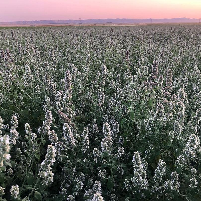 How is Catnip Made?