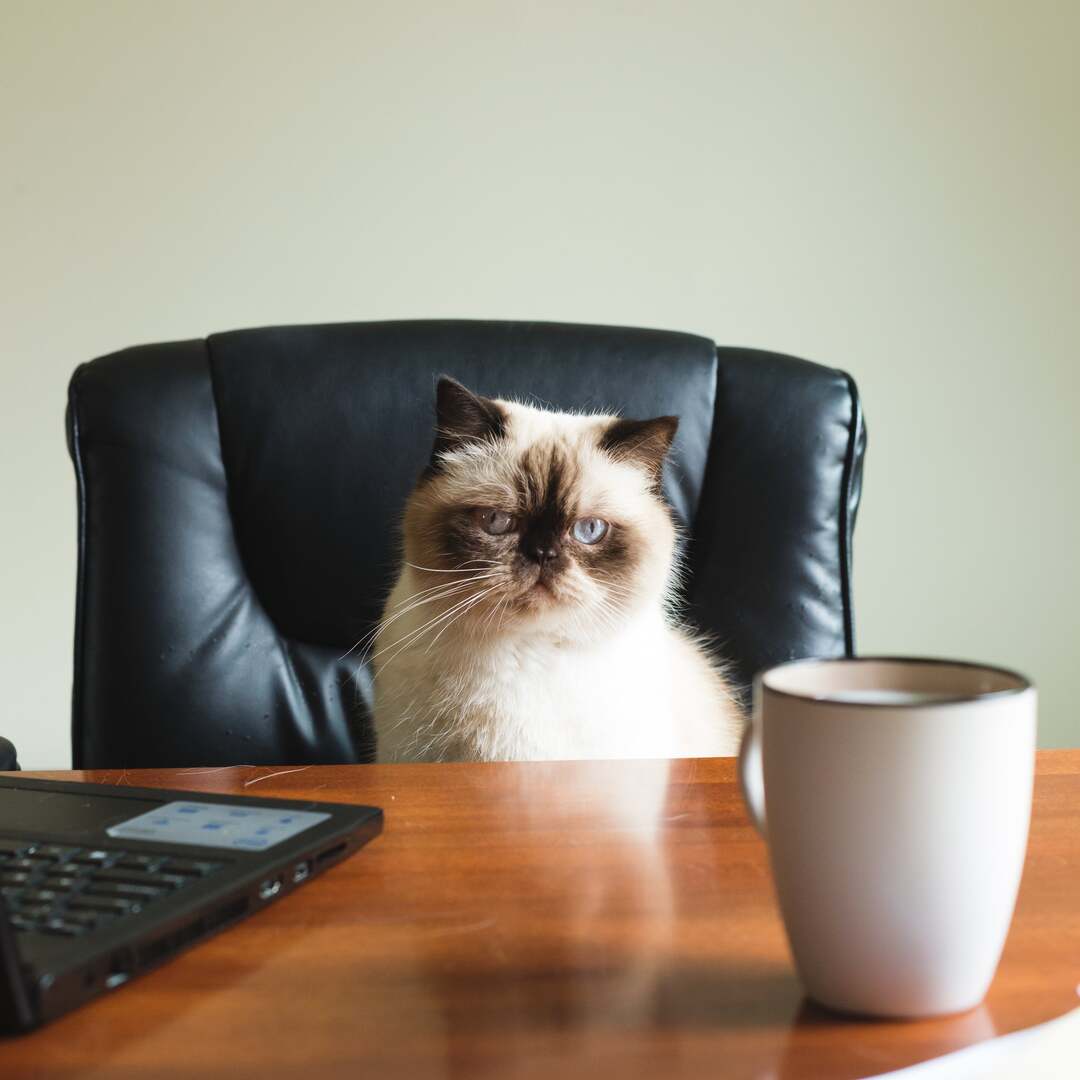 cat sits in an office chair behind a desk with a computer and coffee