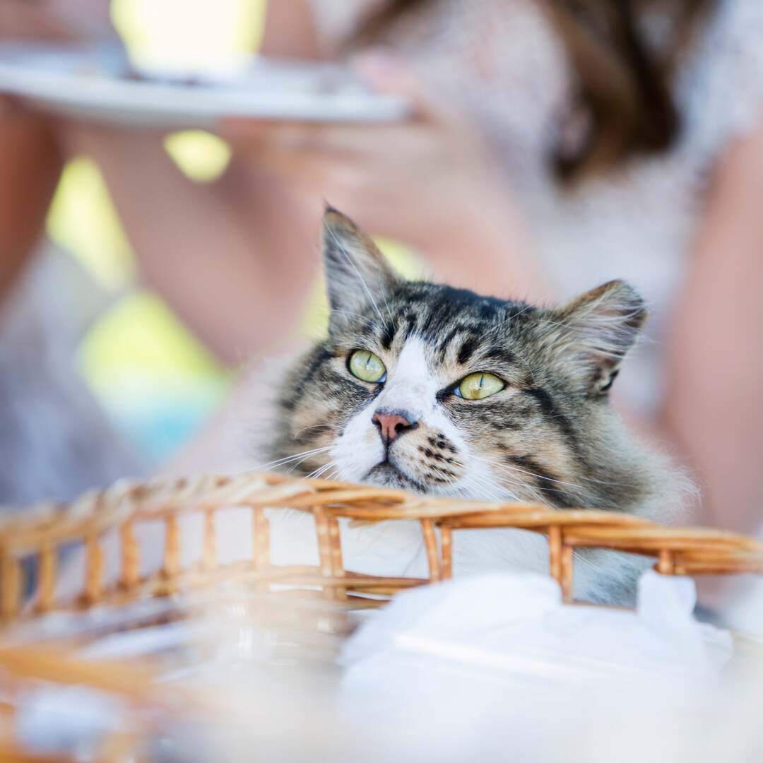 cat rides in a basket on a bicycle