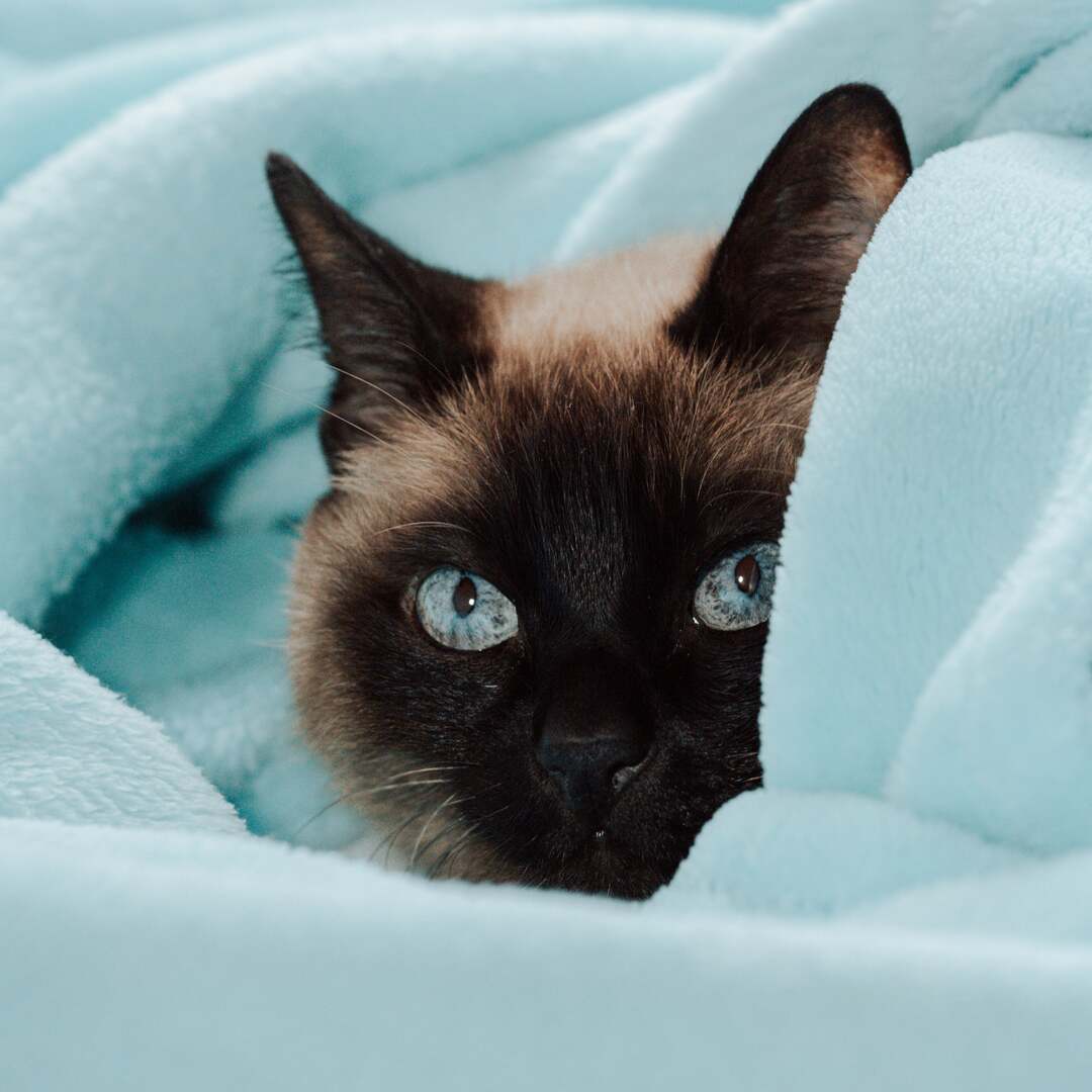 cat peeks out of a blue blanket