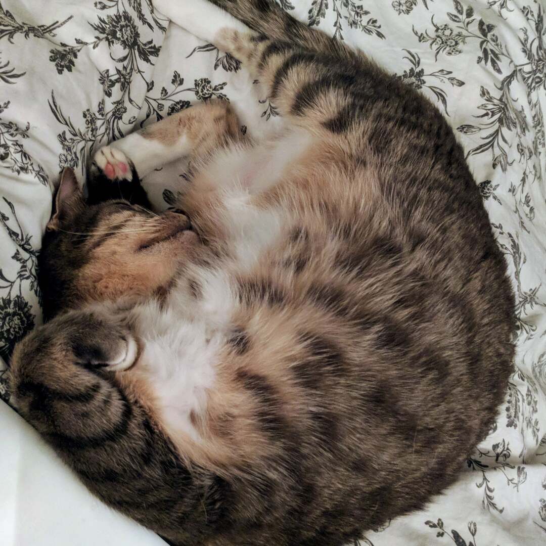 cat sleeps belly up in a circle on a bed